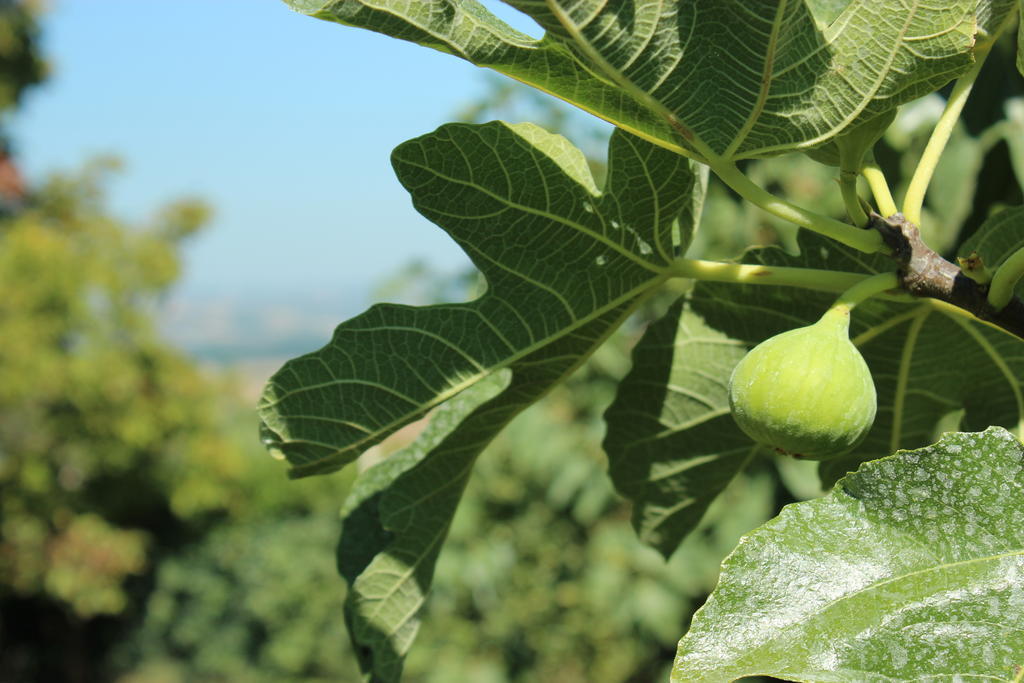 Agriturismo Regno Verde นาร์นี ภายนอก รูปภาพ